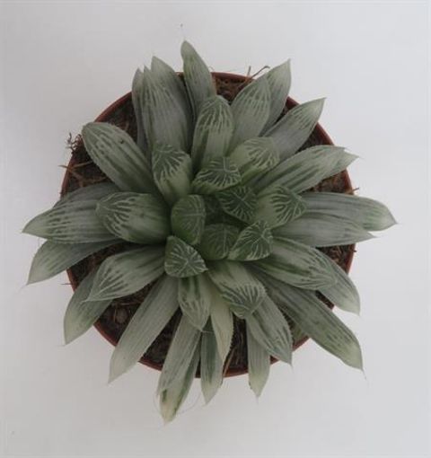 Haworthia cooperi pilifera 'Silver Swirl'