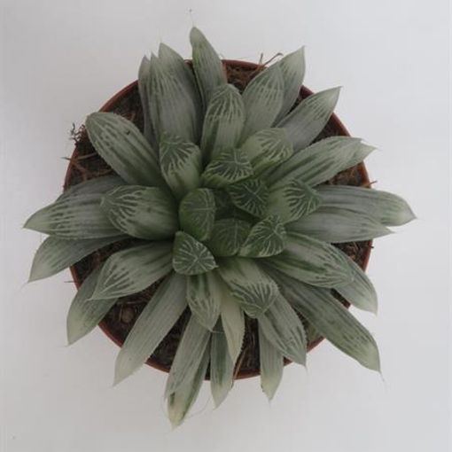 Haworthia cooperi pilifera 'Silver Swirl'