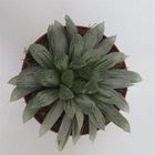 Haworthia cooperi pilifera 'Silver Swirl'