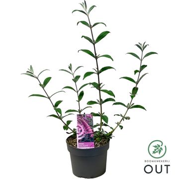 Buddleja davidii 'Pink Delight'