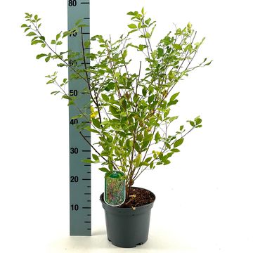 Lespedeza thunbergii