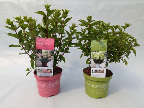 Hydrangea paniculata MIX