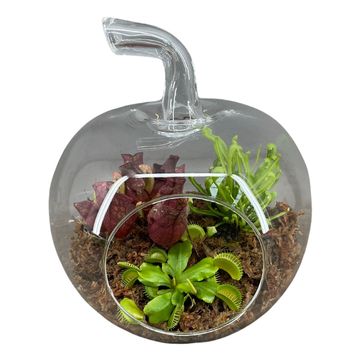 Carnivorous plants MIX