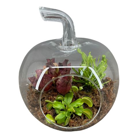 Carnivorous plants MIX