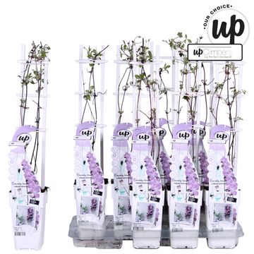 Clematis montana 'Fincent'