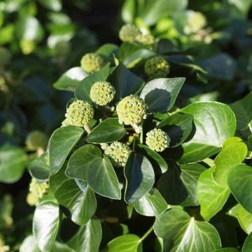 Hedera hibernica 'Arbori Compact'