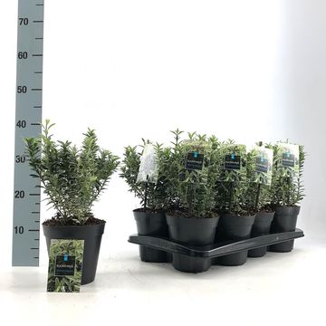 Euonymus japonicus 'Microphyllus Albovariegatus'