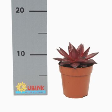 Echeveria agavoides 'Atlas'