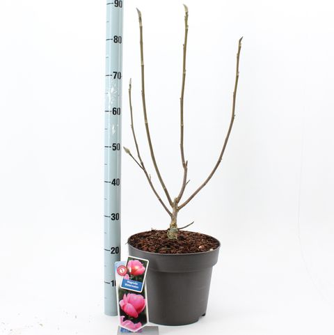 Magnolia WATERMELON