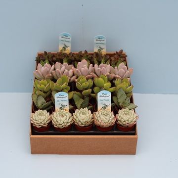 Succulents MIX