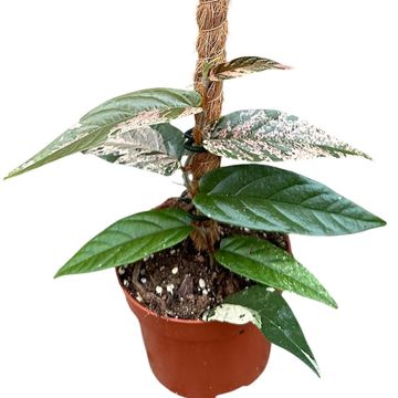 Ficus sagittata 'Variegata'