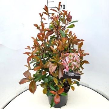 Фотиния x fraseri 'Ред Робин'