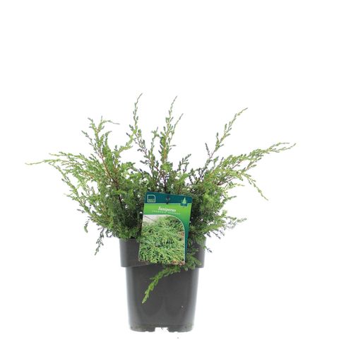 Juniperus communis 'Repanda'