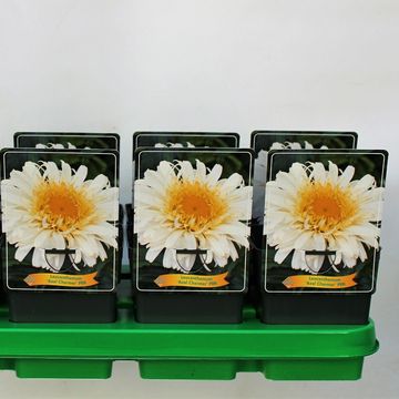 Leucanthemum x superbum 'Real Charmer'