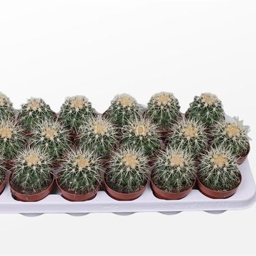 Echinocactus grusonii