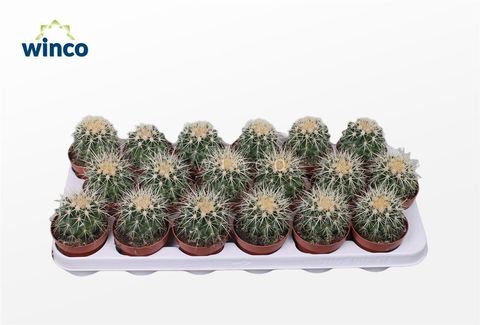 Echinocactus grusonii