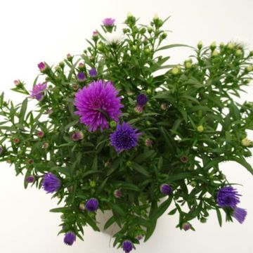 Aster NOVI-BELGII MIX IN POT