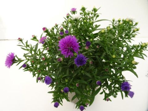 Aster NOVI-BELGII MIX IN POT