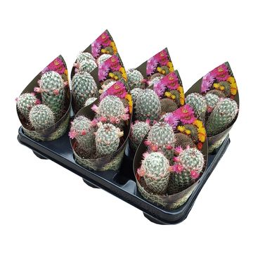 Mammillaria microhelia