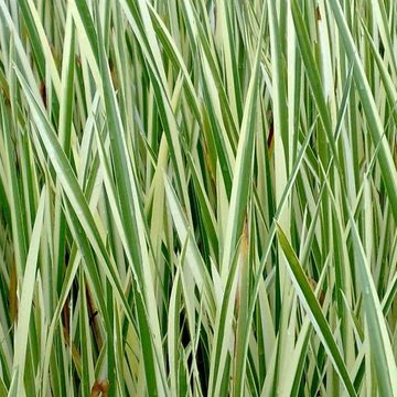 Acorus calamus 'Variegatus'