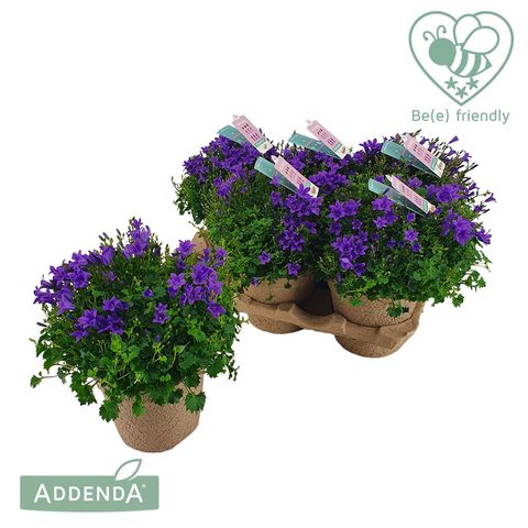 Campanula portenschlagiana AMBELLA INTENS PURPLE