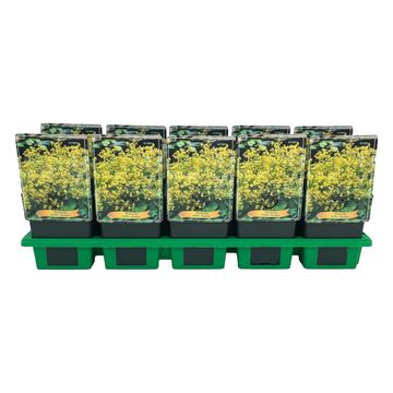 Alchemilla mollis 'Auslese'