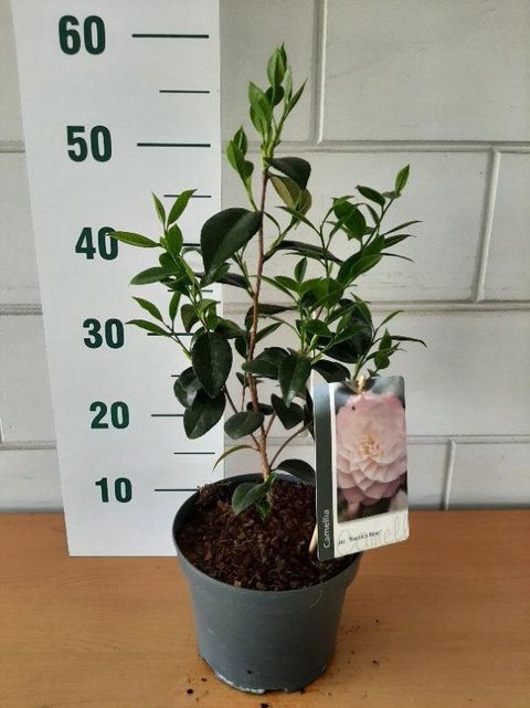 Camellia japonica 'Nuccio's Pearl'