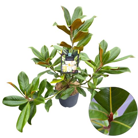 Magnolia grandiflora 'Nantais'