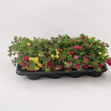 Calibrachoa MIX IN POT