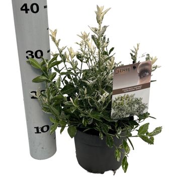 Euonymus fortunei 'Harlequin'