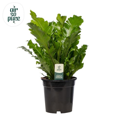 Asplenium nidus 'Campio'