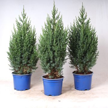 Juniperus chinensis 'Stricta'