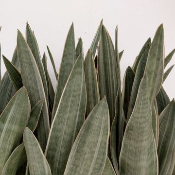 Sansevieria metallica