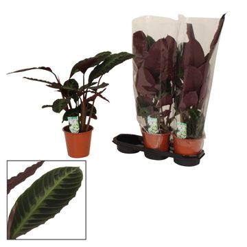Calathea warscewiczii