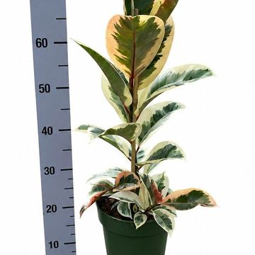 Ficus elastica 'Tineke'