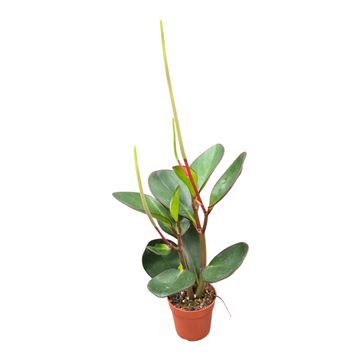 Peperomia obtusifolia 'Red Edge'