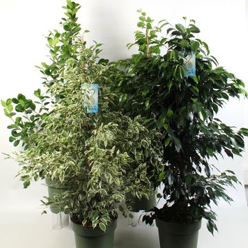 Ficus MIX