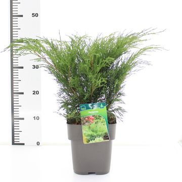 Juniperus sabina