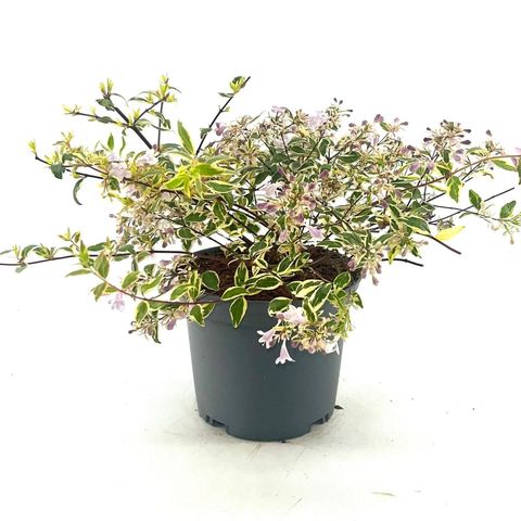 Abelia x grandiflora 'Hopleys'