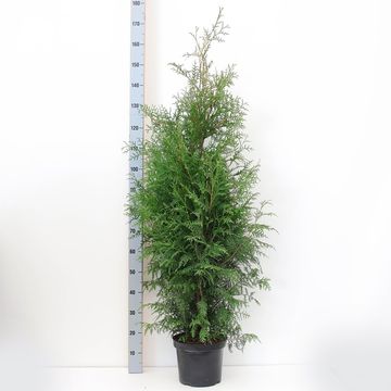 Thuja occidentalis 'Brabant'