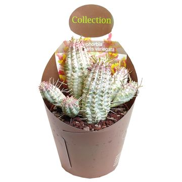 Euphorbia mammillaris variegata