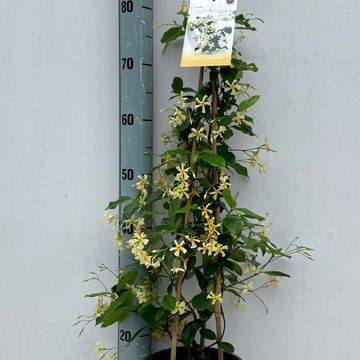 Trachelospermum jasminoides STAR OF TOSCANE