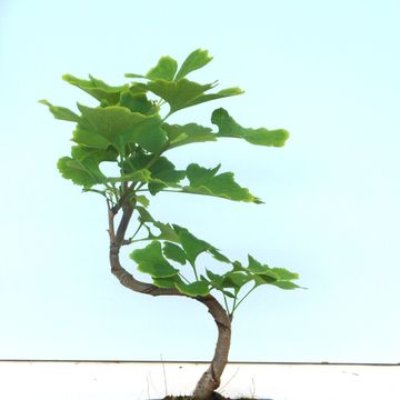 Ginkgo biloba