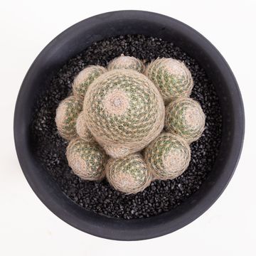 Mammillaria lenta