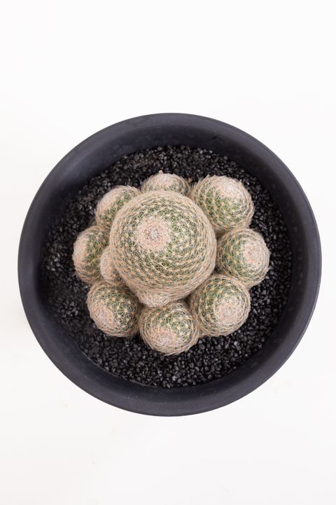 Mammillaria lenta