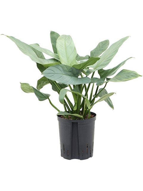 Philodendron 'Silver Queen'