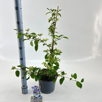 Viburnum plicatum KILIMANDJARO SUNRISE