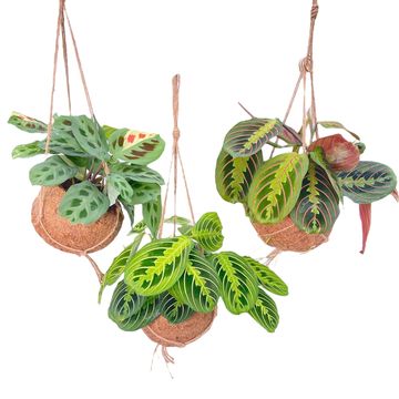 Maranta leuconeura MIX