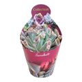 Echeveria 'Trumpet Pinky'