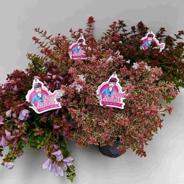 Abelia x grandiflora MIX